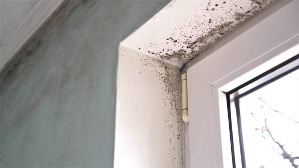 Best Commercial Mold Removal  in Mar Mac, NC