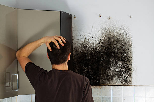 Best Mold Damage Repair  in Mar Mac, NC